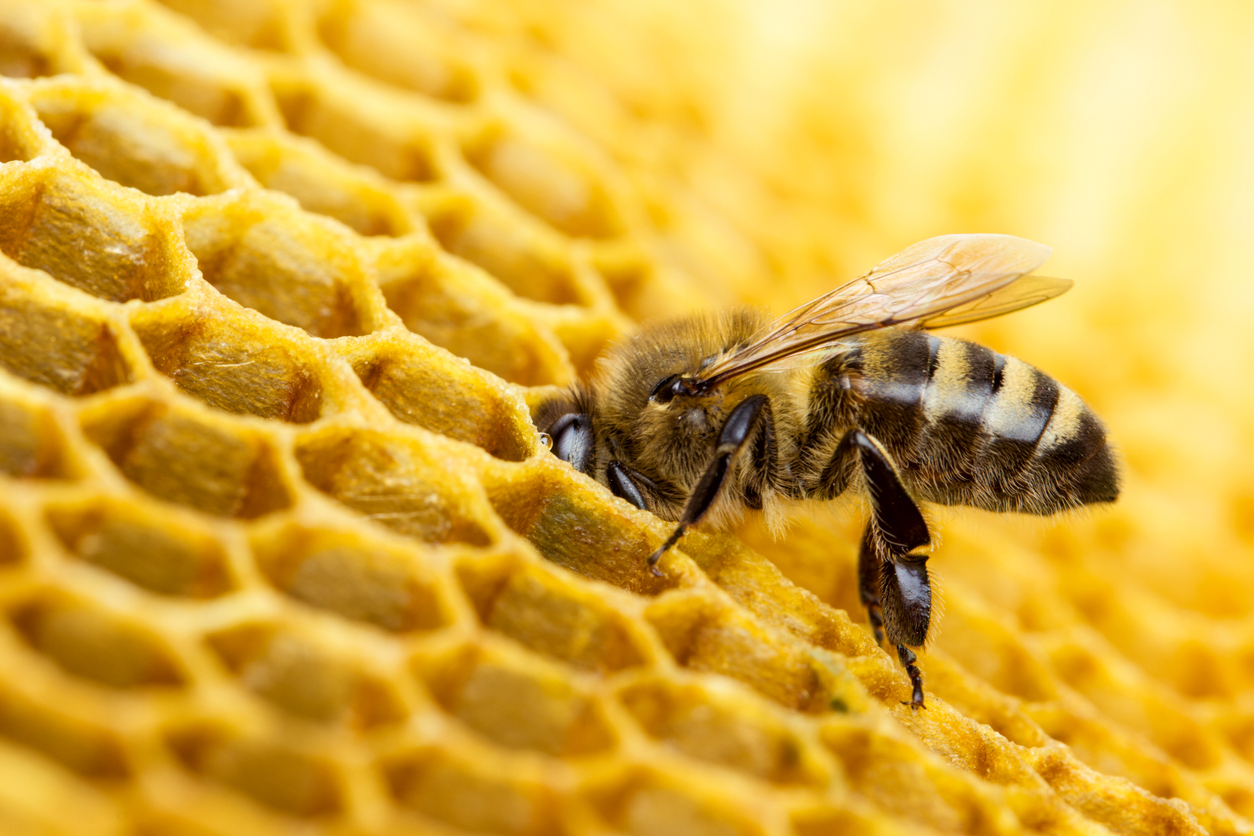 "Honig ist Bienenspucke" – 10 Fakten über Bienen