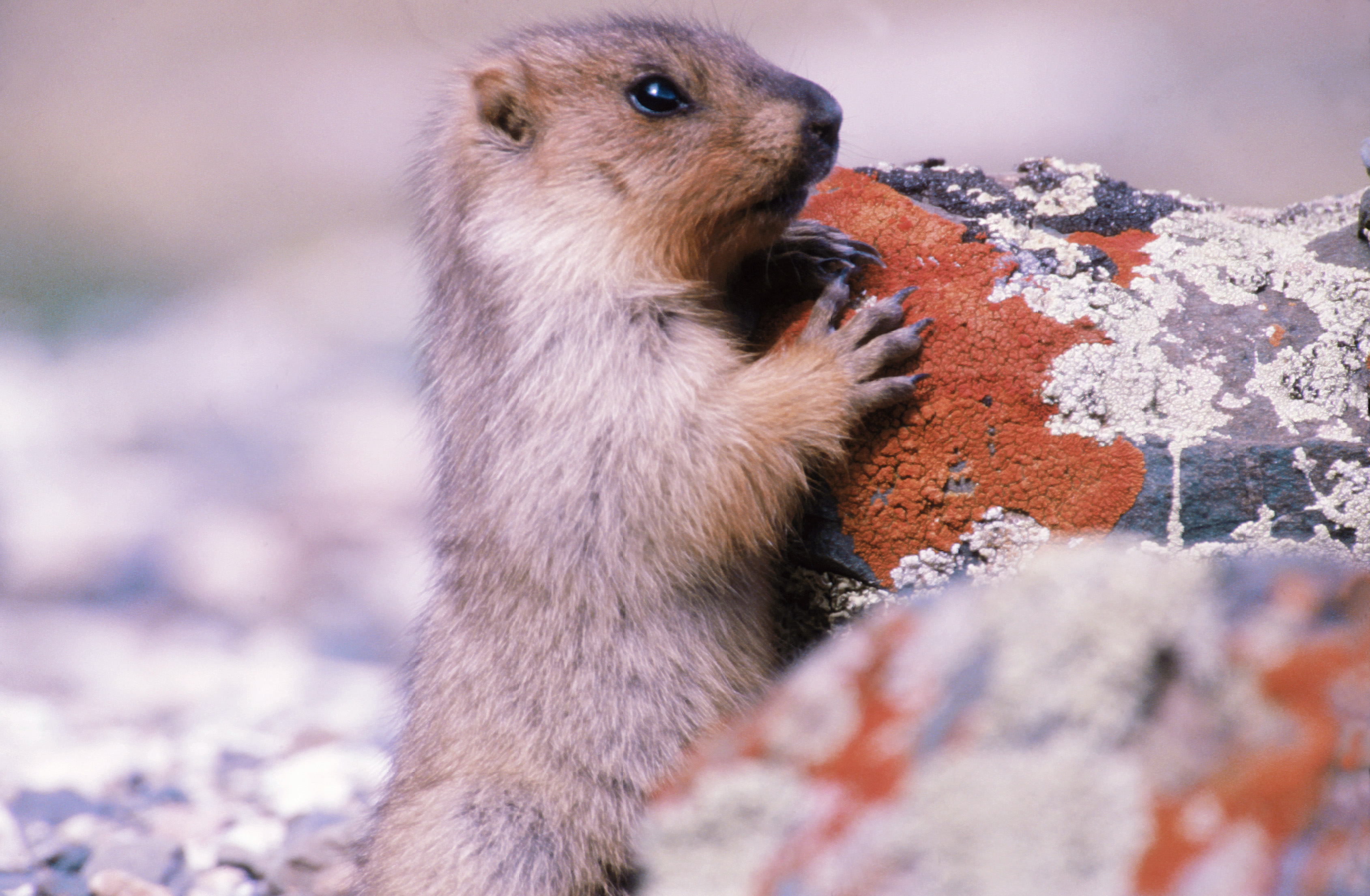 Ein Sibirisches Murmeltier (Marmota sibirica) in der Altai-Region (picturedesk.com/PhotoResearchers/Art Wolfe)
