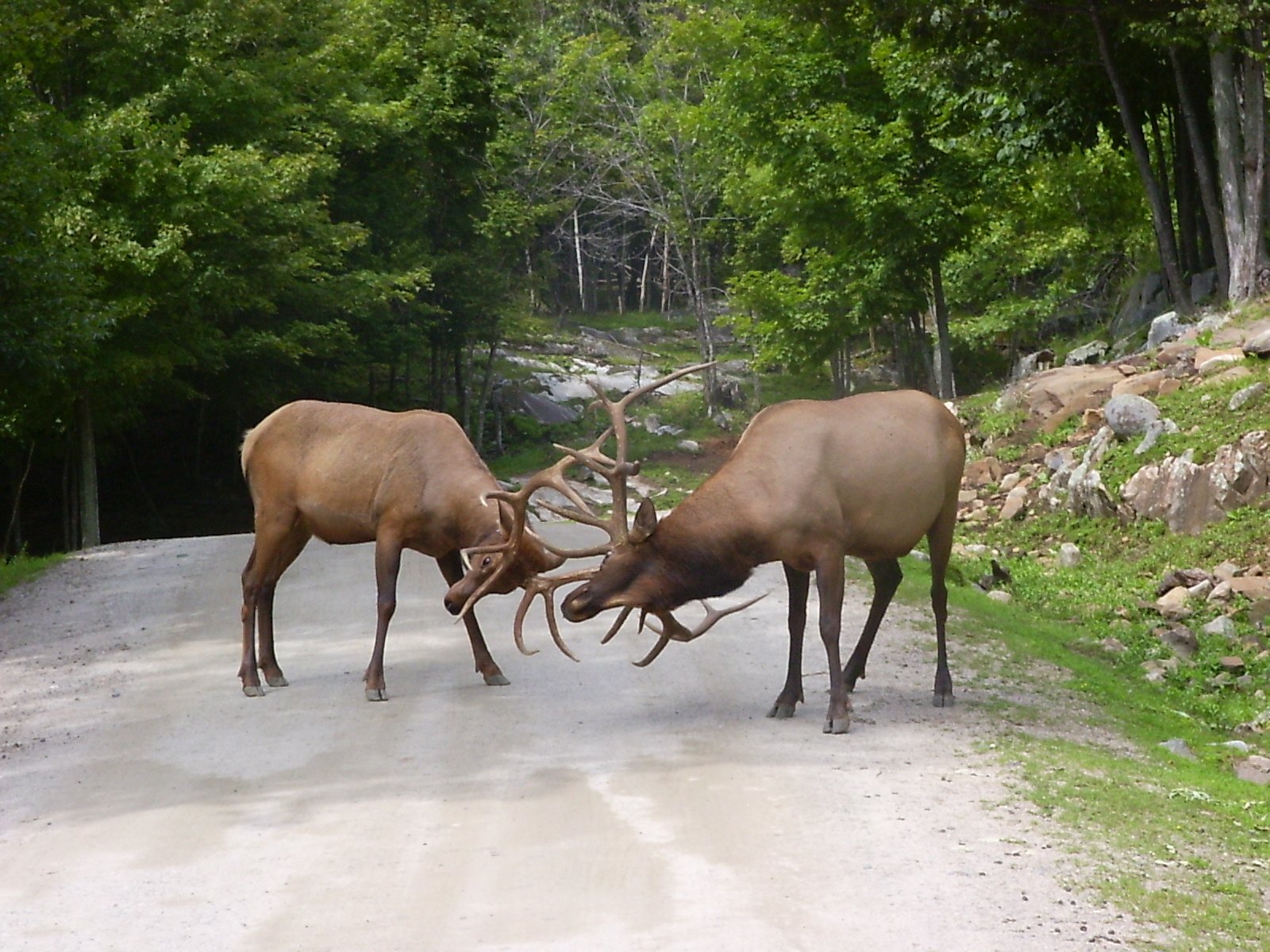 Wapiti-Hirsche (<em>Cervus canadensis</em>) sind deutlich größer als europäisches Rotwild und bringgen bis zu 450 Kilo auf die Waage.
